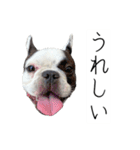 フレブルのデンベくん（個別スタンプ：12）