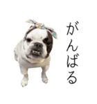 フレブルのデンベくん（個別スタンプ：13）