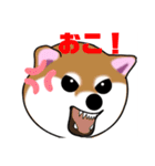 いえちぃスタンプ 可愛い芝犬 家族連絡用（個別スタンプ：12）