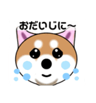 いえちぃスタンプ 可愛い芝犬 家族連絡用（個別スタンプ：15）