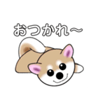 いえちぃスタンプ 可愛い芝犬 家族連絡用（個別スタンプ：25）