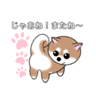 いえちぃスタンプ 可愛い芝犬 家族連絡用（個別スタンプ：31）