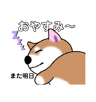 いえちぃスタンプ 可愛い芝犬 家族連絡用（個別スタンプ：32）