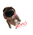 パグ豚ブラザーズ（個別スタンプ：2）