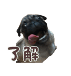 パグ豚ブラザーズ（個別スタンプ：4）