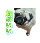 パグ豚ブラザーズ（個別スタンプ：6）