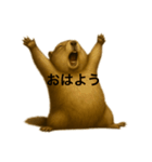 おはなしマーモット（個別スタンプ：5）