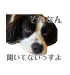 ViViちゃんの日常スタンプ（個別スタンプ：24）