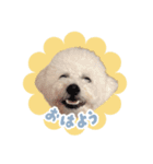 hanagoma◡̈（個別スタンプ：1）