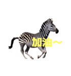 シマウマ C（個別スタンプ：13）