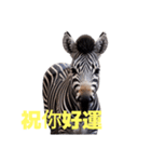 シマウマ C（個別スタンプ：18）