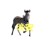 シマウマ C（個別スタンプ：20）