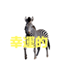 シマウマ C（個別スタンプ：26）