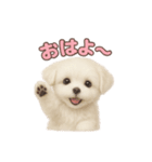 子犬verマルチーズ（個別スタンプ：1）