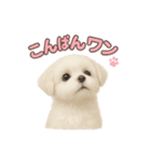 子犬verマルチーズ（個別スタンプ：3）