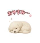 子犬verマルチーズ（個別スタンプ：4）