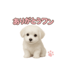 子犬verマルチーズ（個別スタンプ：6）