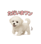 子犬verマルチーズ（個別スタンプ：8）