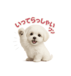 子犬verマルチーズ（個別スタンプ：9）