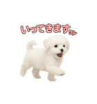 子犬verマルチーズ（個別スタンプ：10）