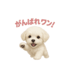 子犬verマルチーズ（個別スタンプ：12）