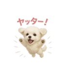 子犬verマルチーズ（個別スタンプ：16）