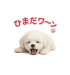 子犬verマルチーズ（個別スタンプ：18）