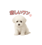 子犬verマルチーズ（個別スタンプ：20）