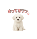 子犬verマルチーズ（個別スタンプ：21）