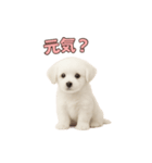 子犬verマルチーズ（個別スタンプ：22）
