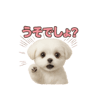 子犬verマルチーズ（個別スタンプ：23）