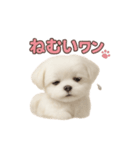 子犬verマルチーズ（個別スタンプ：24）