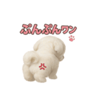 子犬verマルチーズ（個別スタンプ：25）