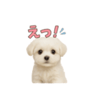 子犬verマルチーズ（個別スタンプ：28）