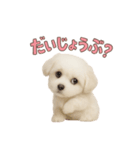 子犬verマルチーズ（個別スタンプ：29）