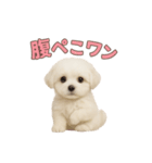 子犬verマルチーズ（個別スタンプ：30）