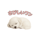 子犬verマルチーズ（個別スタンプ：31）