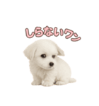 子犬verマルチーズ（個別スタンプ：32）