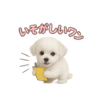 子犬verマルチーズ（個別スタンプ：33）
