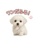 子犬verマルチーズ（個別スタンプ：34）