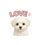 子犬verマルチーズ（個別スタンプ：36）