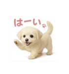 子犬verマルチーズ（個別スタンプ：38）