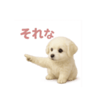 子犬verマルチーズ（個別スタンプ：39）