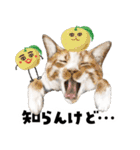 ミッキー玉国のお友達に使いたいスタンプ（個別スタンプ：38）