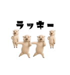 アルパッカさんのおスタンプ（個別スタンプ：11）
