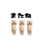 アルパッカさんのおスタンプ（個別スタンプ：24）