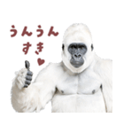 ごりごりゴリラ★好きしか勝たん！白（個別スタンプ：4）