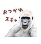 ごりごりゴリラ★好きしか勝たん！白（個別スタンプ：5）