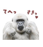 ごりごりゴリラ★好きしか勝たん！白（個別スタンプ：8）