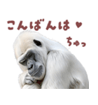 ごりごりゴリラ★好きしか勝たん！白（個別スタンプ：11）